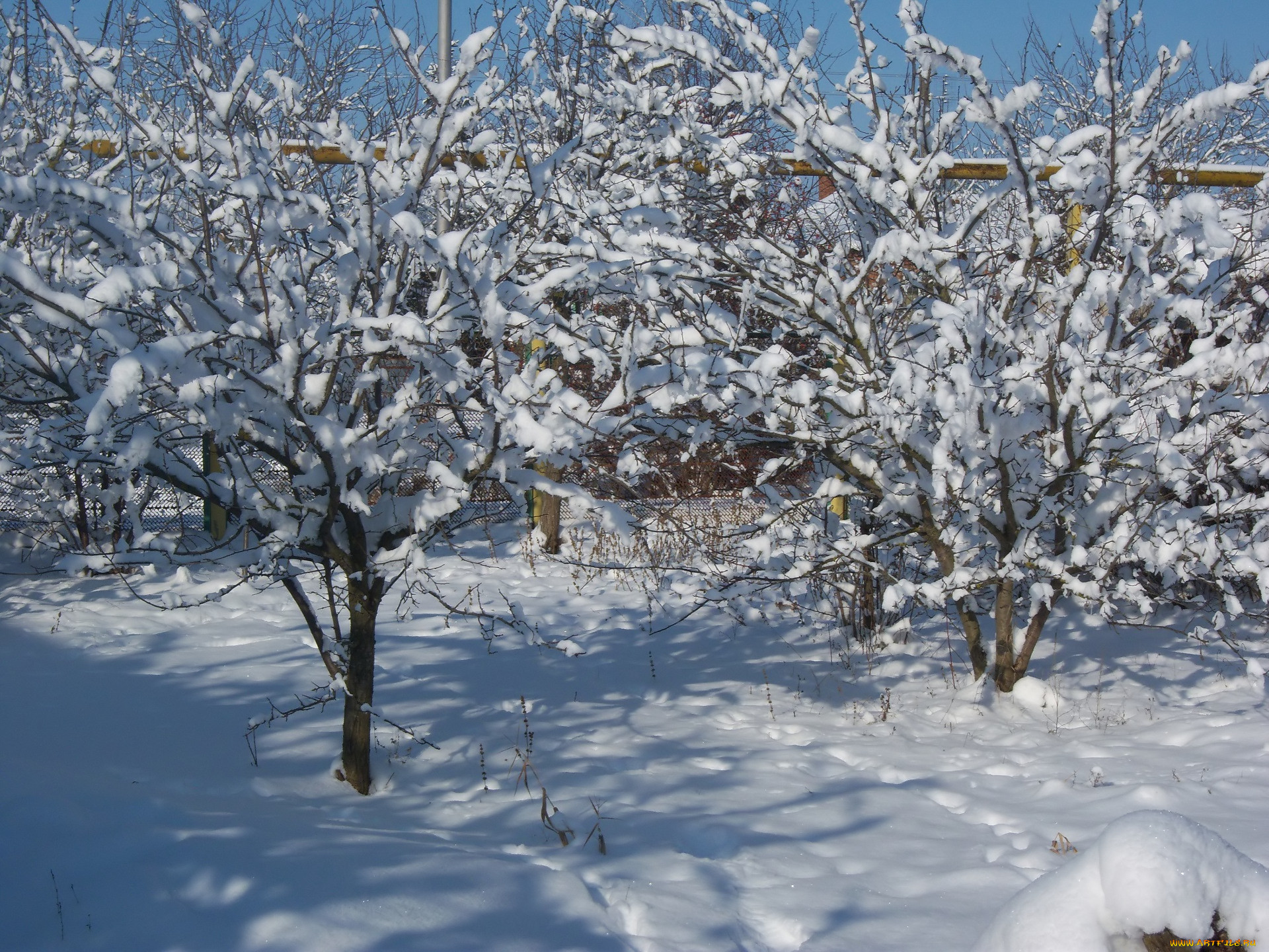 Деревья в саду зимой